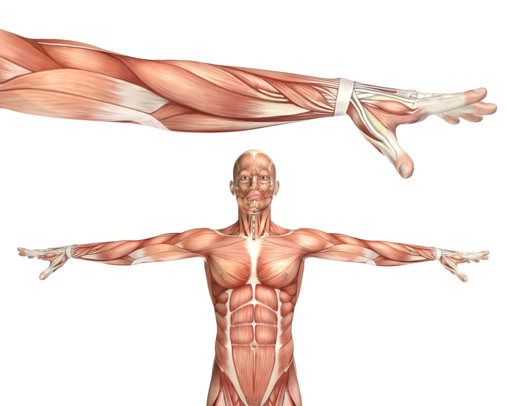 1. Introducción El tejido muscular esquelético humano está compuesto por diferentes tipos de fibras, principalmente las fibras tipo I (lentas, oxidativas) y las fibras tipo II (rápidas, glucolíticas/oxidativas). Las fibras rápidas tipo II son esenciales para la potencia, la velocidad y la fuerza explosiva, pero también cumplen un papel determinante en la salud metabólica y funcional a lo largo de la vida. A medida que envejecemos o llevamos un estilo de vida sedentario, la pérdida de fibras rápidas tipo II se acelera, lo que contribuye a la sarcopenia, pérdida de fuerza y mayor riesgo de caídas en adultos mayores【PubMed: Lexell et al., 1988】. 2. Rol fisiológico de las fibras rápidas tipo II Las fibras musculares tipo II presentan características únicas: Alta velocidad de contracción: se activan en esfuerzos explosivos de corta duración. Fuente energética predominante: utilizan principalmente el sistema ATP–PCr (fosfocreatina) y la glucólisis anaeróbica. Mayor capacidad de hipertrofia: responden mejor al estímulo del entrenamiento de fuerza y potencia. Conexión con la salud metabólica: están vinculadas con la sensibilidad a la insulina y el control de glucosa【PubMed: Andersen & Aagaard, 2010】. La pérdida de fibras tipo II se asocia no solo con un menor rendimiento deportivo, sino también con fragilidad, dificultad funcional y enfermedades metabólicas en la vida adulta【SciELO: Castillo et al., 2021】. 3. Beneficios para la salud Entrenar y preservar las fibras rápidas tipo II genera múltiples beneficios: Prevención de caídas: mejora el tiempo de reacción y la capacidad de recuperar el equilibrio. Aumento de masa muscular: contribuye al gasto energético en reposo y al control del peso corporal. Mejora de la densidad ósea: el estímulo explosivo favorece la salud del hueso. Control glucémico y prevención de diabetes tipo 2: aumenta la sensibilidad a la insulina. Mayor independencia funcional en la vejez. 📚 Estudios demuestran que el entrenamiento de potencia y fuerza explosiva en adultos mayores mejora la movilidad, la fuerza funcional y la calidad de vida【PubMed: Reid & Fielding, 2012】. 4. Métodos de entrenamiento para estimular fibras tipo II La clave para activar fibras rápidas está en aplicar contracciones de alta intensidad y corta duración, con recuperación suficiente: a) Entrenamiento de fuerza explosiva Saltos pliométricos (adaptados según población). Levantamientos olímpicos o sus variantes con cargas moderadas. Empujes balísticos con balones medicinales. b) Entrenamiento isométrico rápido Contracciones máximas de 6–10 segundos. Ejemplo: empuje contra pared o barra fija. c) Entrenamiento intermitente (HIIT o protocolo 10:30) 10 segundos de esfuerzo explosivo + 30 segundos de pausa. Estimula ATP–PCr, sin acumular fatiga excesiva. d) Velocidad y agilidad Sprints cortos (5–20 m). Cambios de dirección con énfasis en rapidez. 5. Poblaciones en las que es clave entrenarlas Adultos mayores: para prevenir caídas y mantener independencia. Personas con obesidad: mejorar metabolismo y control glucosa. Deportistas: optimizar potencia y rendimiento. Sedentarios en rehabilitación: protocolos intermitentes de bajo impacto. 6. Conclusiones Las fibras rápidas tipo II no son solo importantes en el alto rendimiento deportivo, sino también en la salud y funcionalidad a lo largo de la vida. Entrenarlas mediante protocolos de fuerza, potencia e intermitentes permite mejorar la composición corporal, la función metabólica y la autonomía en la vejez. En Academy Sport Max, diseñamos programas basados en ciencia para estimular las fibras musculares rápidas de manera segura y adaptada a cada persona, ya sea un adulto mayor, un sedentario que inicia su proceso o un deportista que busca maximizar su rendimiento. 📚 Referencias científicas Lexell, J., Taylor, C. C., & Sjöström, M. (1988). What is the cause of the ageing atrophy? Journal of Neurological Sciences, 84(2-3), 275–294. [PubMed PMID: 3379447] Andersen, J. L., & Aagaard, P. (2010). Effects of strength training on muscle fiber types and size. Scandinavian Journal of Medicine & Science in Sports. [PubMed PMID: 20840570] Castillo, E. M., et al. (2021). Sarcopenia, fuerza muscular y funcionalidad en adultos mayores. Revista Médica de Chile (SciELO). fibras musculares